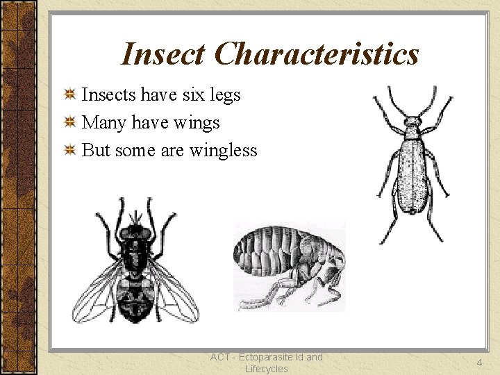 Insect Characteristics Insects have six legs Many have wings But some are wingless ACT