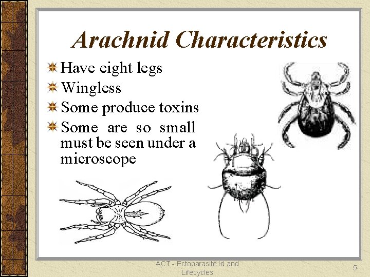 Arachnid Characteristics Have eight legs Wingless Some produce toxins Some are so small must