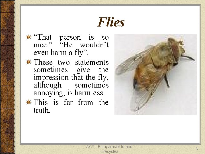 Flies “That person is so nice. ” “He wouldn’t even harm a fly”. These