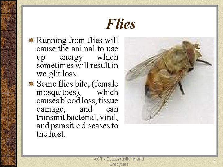 Flies Running from flies will cause the animal to use up energy which sometimes