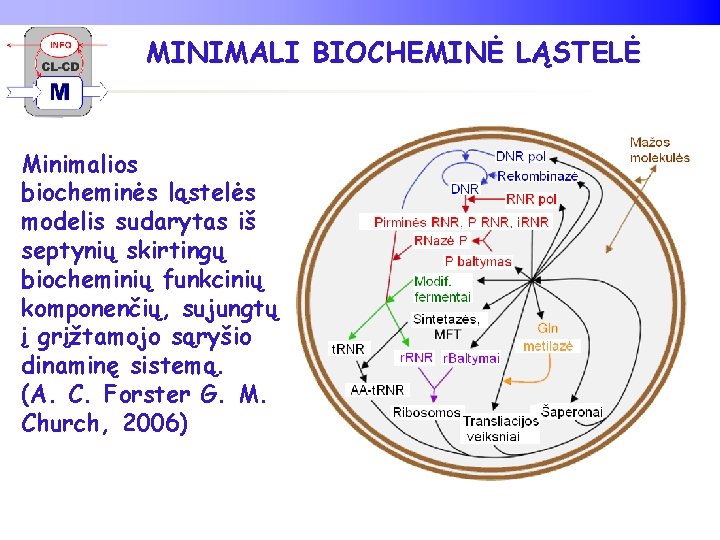 MINIMALI BIOCHEMINĖ LĄSTELĖ Minimalios biocheminės ląstelės modelis sudarytas iš septynių skirtingų biocheminių funkcinių komponenčių,