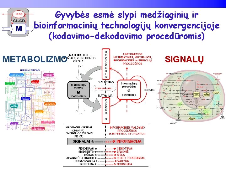 Gyvybės esmė slypi medžiaginių ir bioinformacinių technologijų konvergencijoje (kodavimo-dekodavimo procedūromis) METABOLIZMO SIGNALŲ 