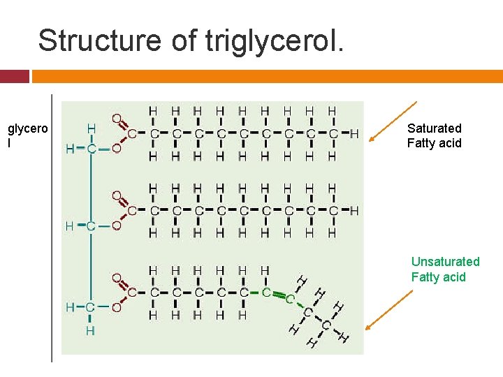Structure of triglycerol. glycero l Saturated Fatty acid Unsaturated Fatty acid 