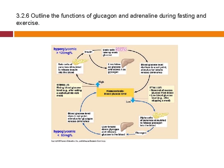 3. 2. 6 Outline the functions of glucagon and adrenaline during fasting and exercise.