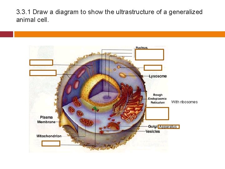 3. 3. 1 Draw a diagram to show the ultrastructure of a generalized animal