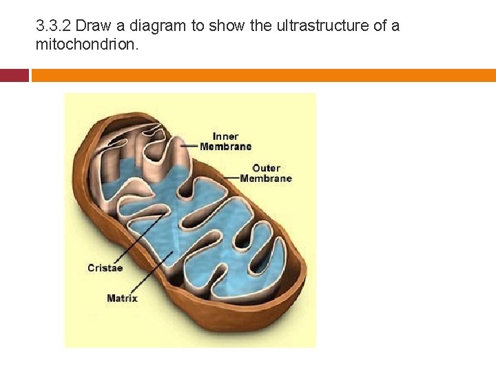 3. 3. 2 Draw a diagram to show the ultrastructure of a mitochondrion. 