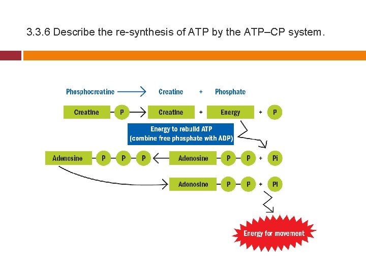 3. 3. 6 Describe the re-synthesis of ATP by the ATP–CP system. 