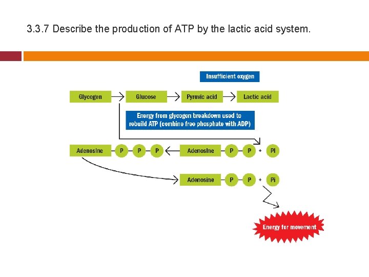 3. 3. 7 Describe the production of ATP by the lactic acid system. 