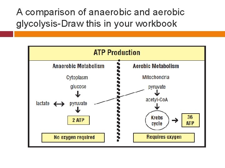 A comparison of anaerobic and aerobic glycolysis-Draw this in your workbook 