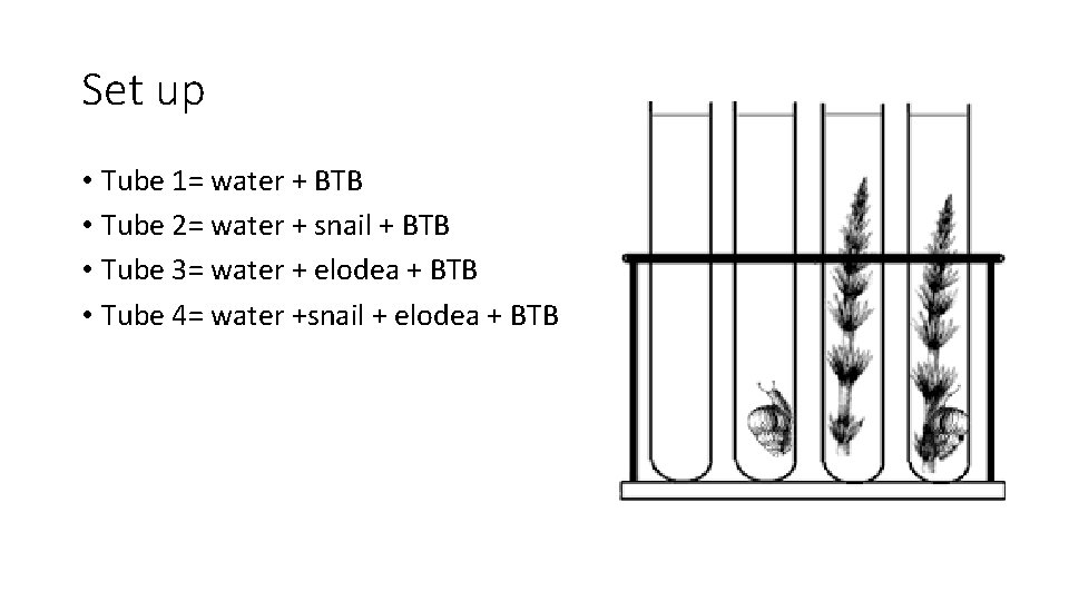 Set up • Tube 1= water + BTB • Tube 2= water + snail
