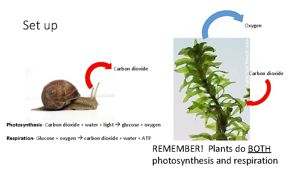 Set up Oxygen Carbon dioxide Photosynthesis- Carbon dioxide + water + light glucose +