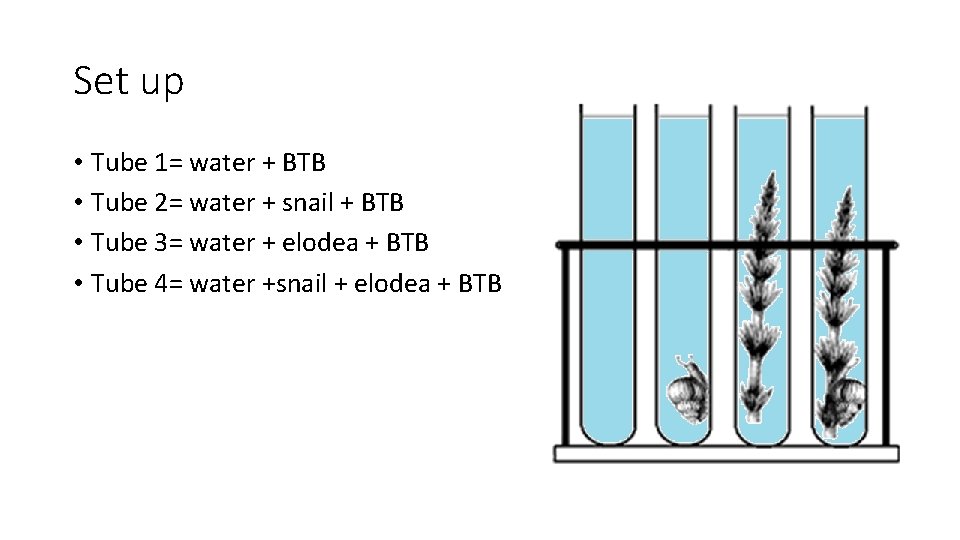 Set up • Tube 1= water + BTB • Tube 2= water + snail