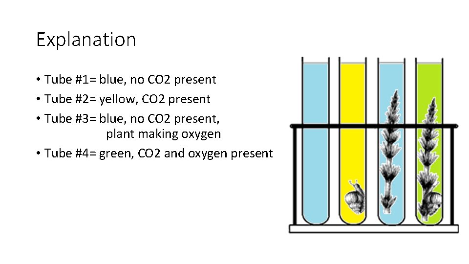 Explanation • Tube #1= blue, no CO 2 present • Tube #2= yellow, CO