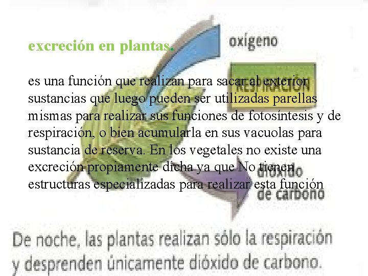  excreción en plantas. es una función que realizan para sacar al exterior sustancias