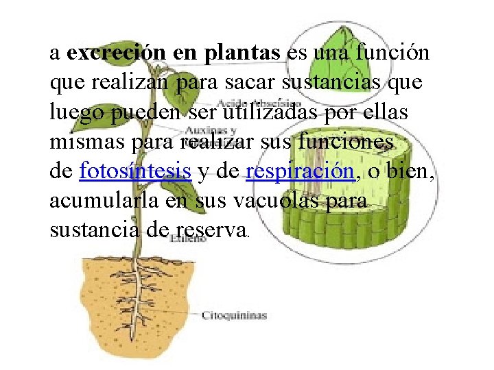 a excreción en plantas es una función que realizan para sacar sustancias que luego