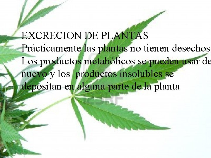 EXCRECION DE PLANTAS Prácticamente las plantas no tienen desechos. Los productos metabólicos se pueden