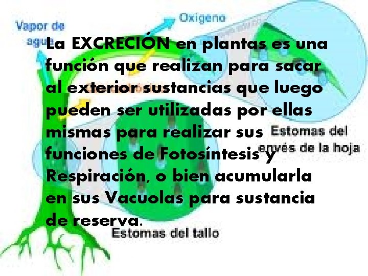 La EXCRECIÓN en plantas es una función que realizan para sacar al exterior sustancias