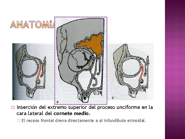 � Inserción del extremo superior del proceso unciforme en la cara lateral del cornete