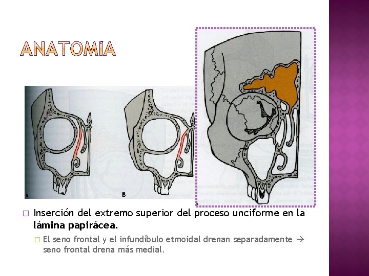 � Inserción del extremo superior del proceso unciforme en la lámina papirácea. � El