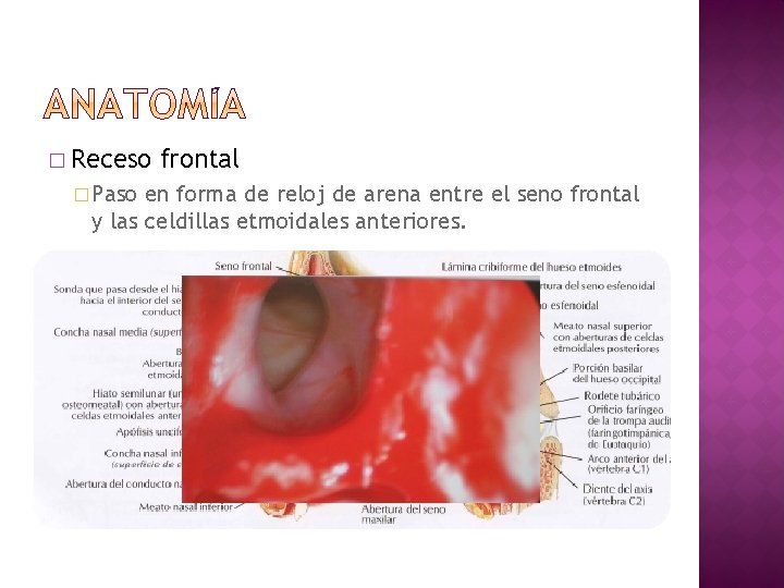 � Receso � Paso frontal en forma de reloj de arena entre el seno