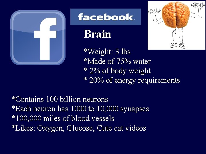 Brain *Weight: 3 lbs *Made of 75% water * 2% of body weight *