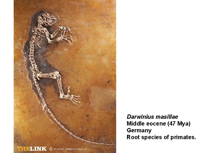 Darwinius masillae Middle eocene (47 Mya) Germany Root species of primates. 