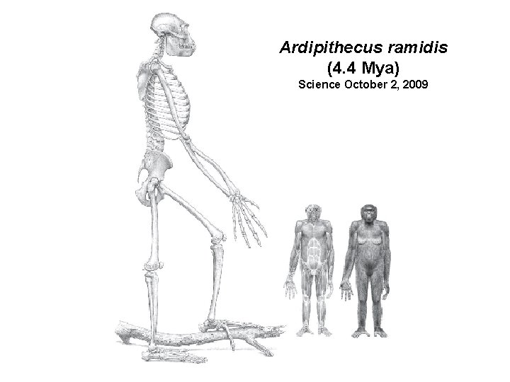 Ardipithecus ramidis (4. 4 Mya) Science October 2, 2009 