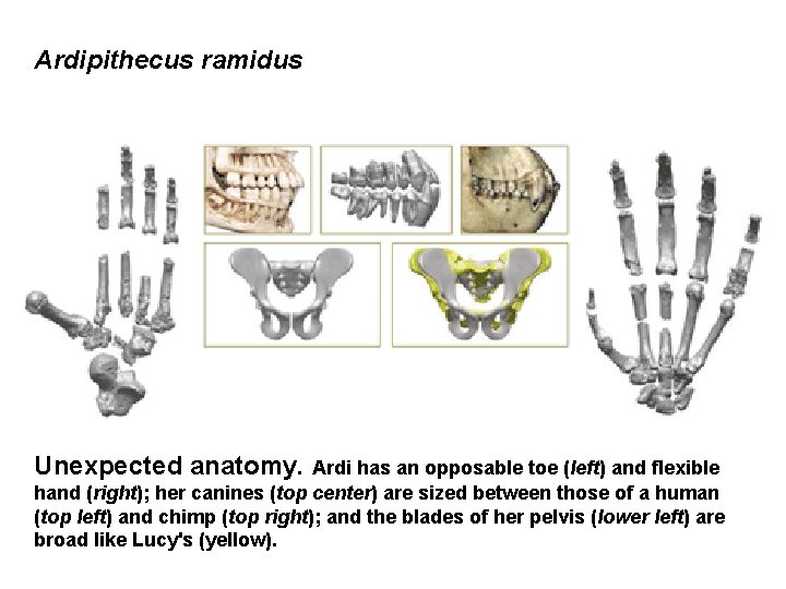 Ardipithecus ramidus Unexpected anatomy. Ardi has an opposable toe (left) and flexible hand (right);