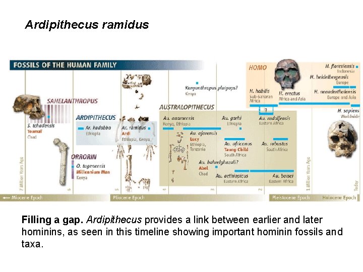 Ardipithecus ramidus Filling a gap. Ardipithecus provides a link between earlier and later hominins,