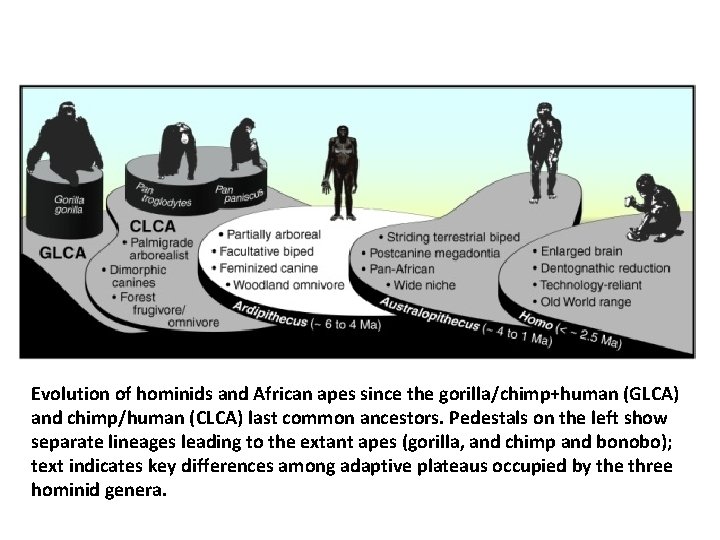 Evolution of hominids and African apes since the gorilla/chimp+human (GLCA) and chimp/human (CLCA) last