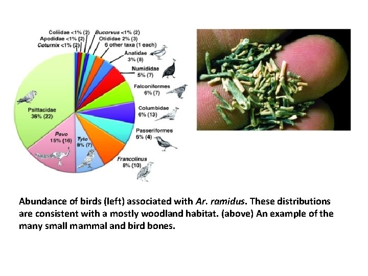 Abundance of birds (left) associated with Ar. ramidus. These distributions are consistent with a