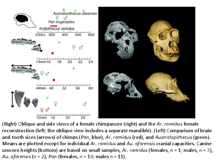 (Right) Oblique and side views of a female chimpanzee (right) and the Ar. ramidus