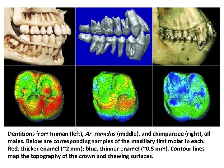 Dentitions from human (left), Ar. ramidus (middle), and chimpanzee (right), all males. Below are