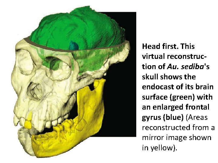 Head first. This virtual reconstruction of Au. sediba's skull shows the endocast of its