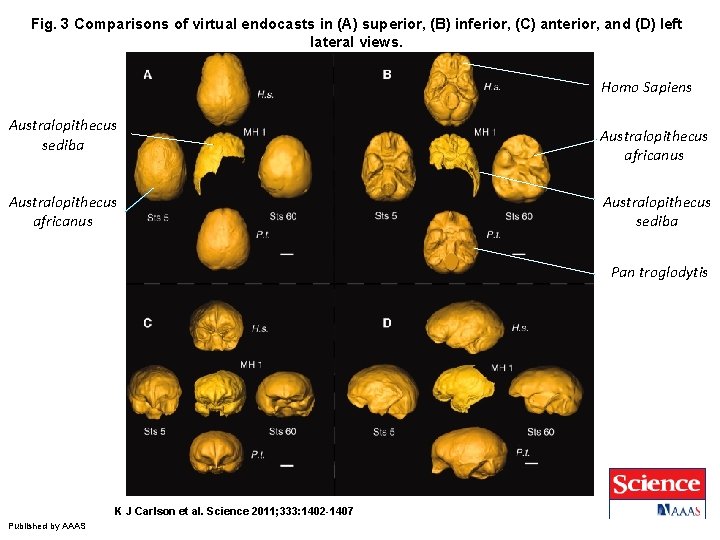 Fig. 3 Comparisons of virtual endocasts in (A) superior, (B) inferior, (C) anterior, and