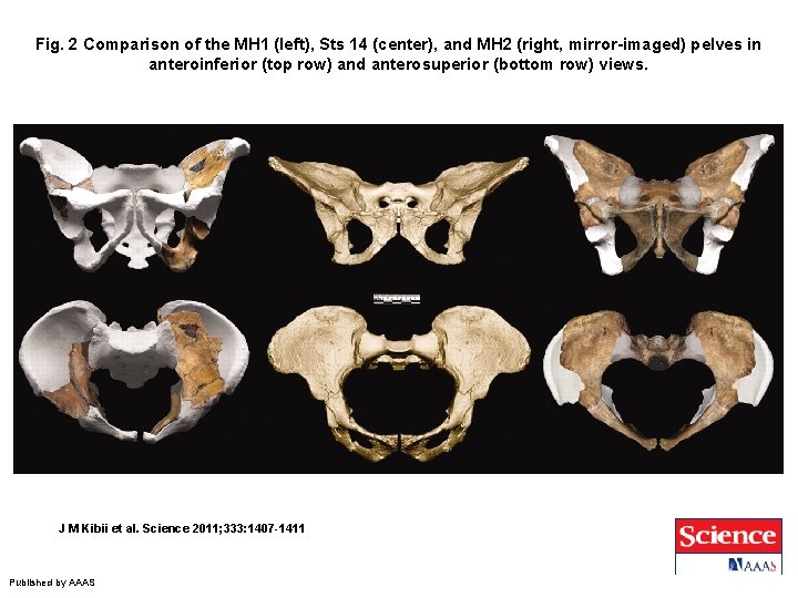 Fig. 2 Comparison of the MH 1 (left), Sts 14 (center), and MH 2