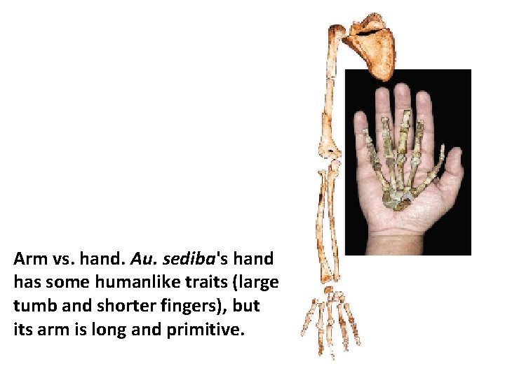 Arm vs. hand. Au. sediba's hand has some humanlike traits (large tumb and shorter