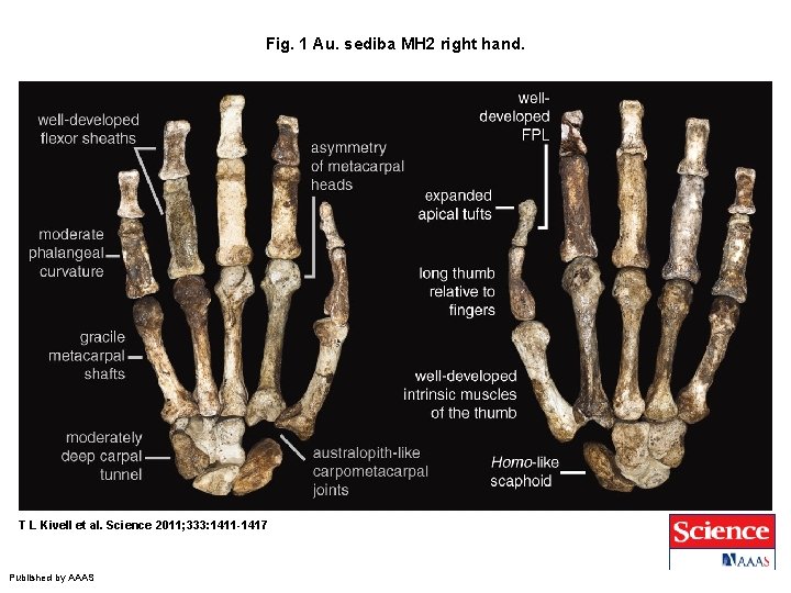 Fig. 1 Au. sediba MH 2 right hand. T L Kivell et al. Science