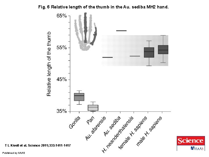 Fig. 6 Relative length of the thumb in the Au. sediba MH 2 hand.