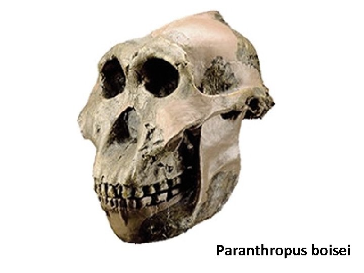 Paranthropus boisei 