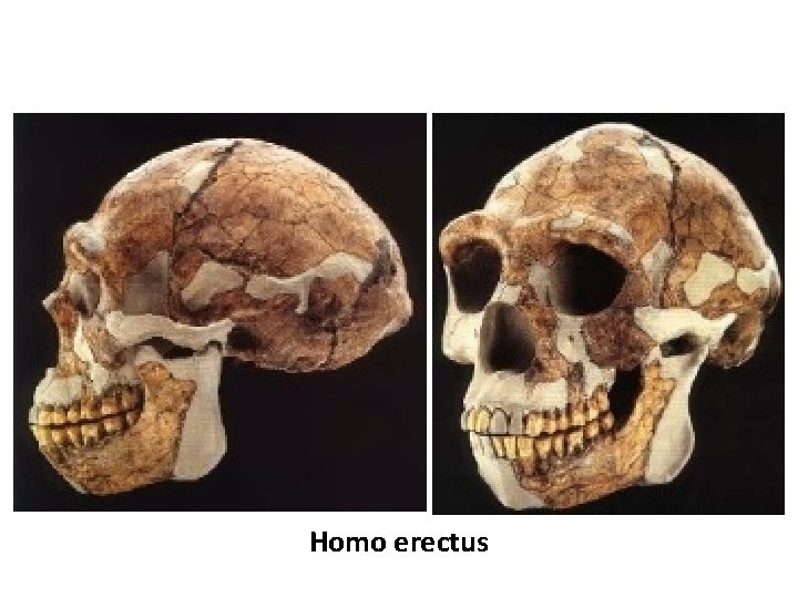 Homo erectus 