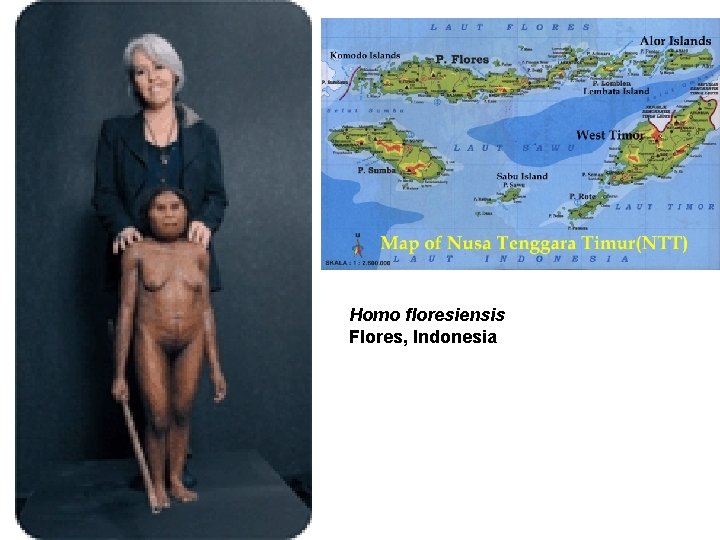 Homo floresiensis Flores, Indonesia 