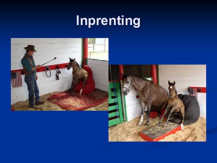 Inprenting 