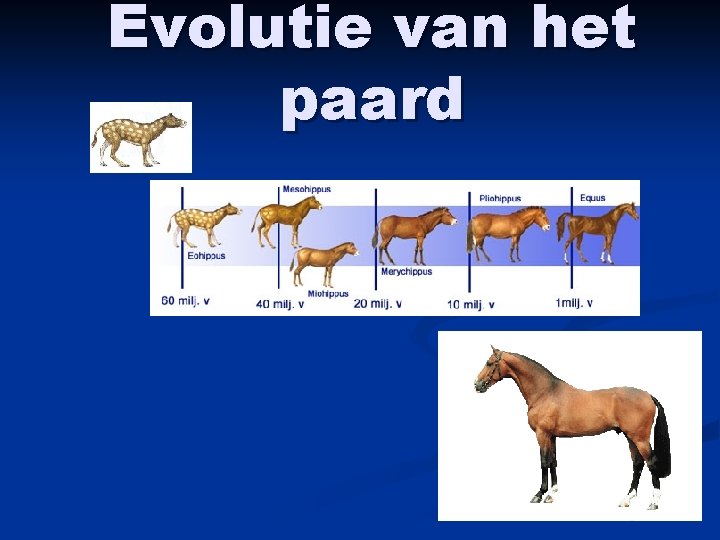 Evolutie van het paard 