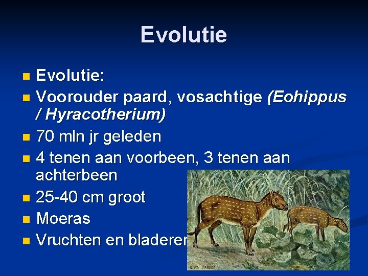 Evolutie: n Voorouder paard, vosachtige (Eohippus / Hyracotherium) n 70 mln jr geleden n