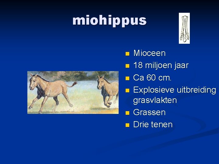 miohippus n n n Mioceen 18 miljoen jaar Ca 60 cm. Explosieve uitbreiding grasvlakten