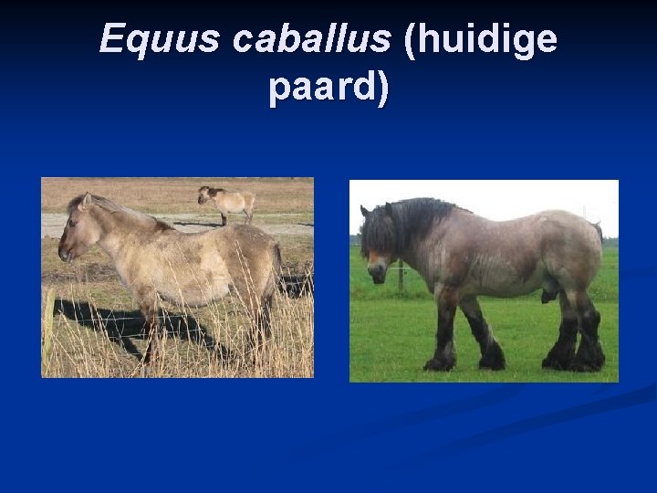 Equus caballus (huidige paard) 