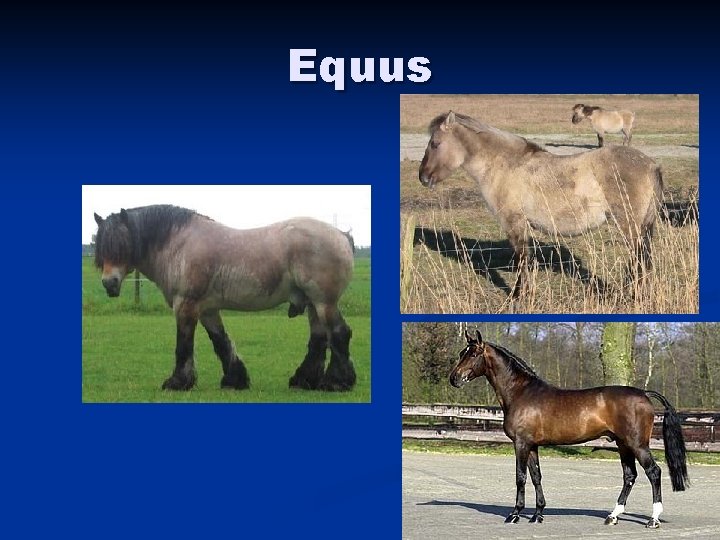 Equus 