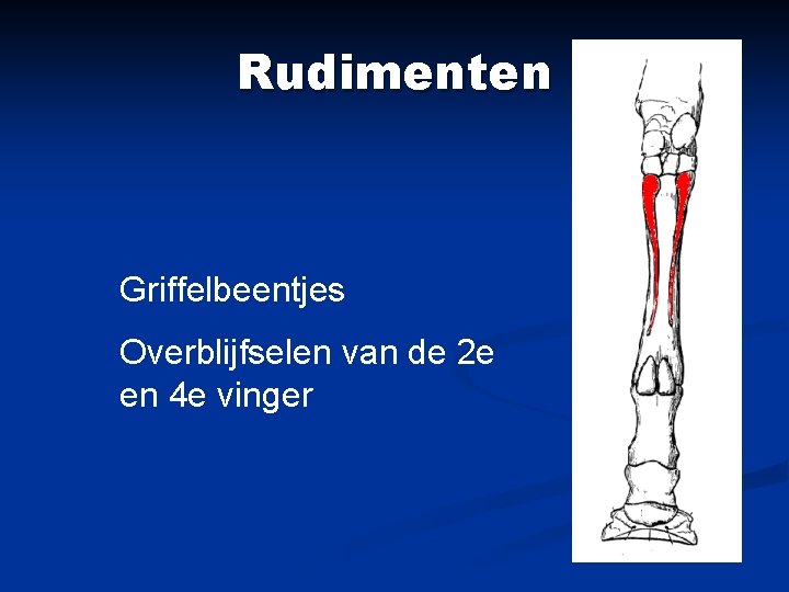 Rudimenten Griffelbeentjes Overblijfselen van de 2 e en 4 e vinger 