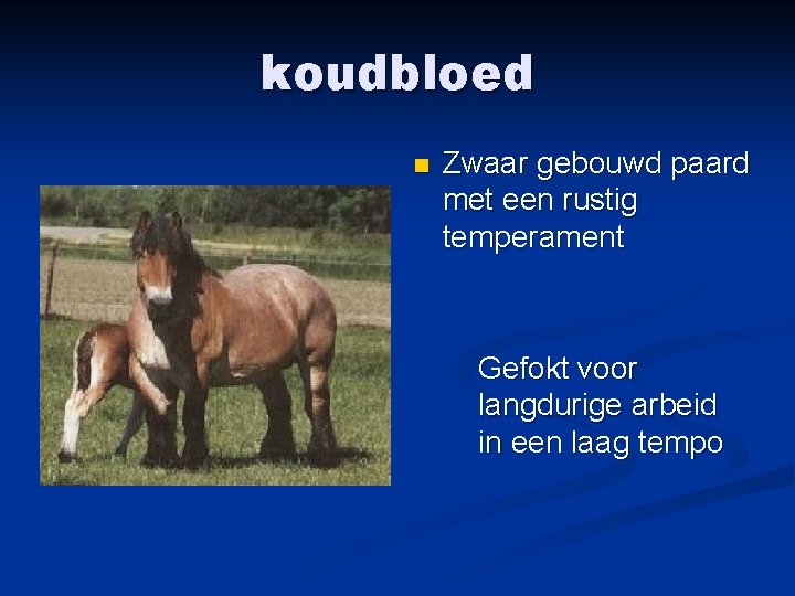 koudbloed n Zwaar gebouwd paard met een rustig temperament Gefokt voor langdurige arbeid in